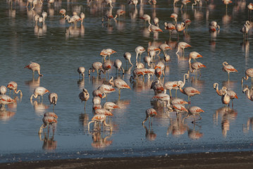 Fototapeta premium Chilean Flamingo, Phoenicopterus chilensis, La Pampa , Argentina