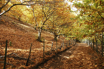 Oto&ntilde;o en el bosque de cobre en el valle del Genal, M&aacute;laga