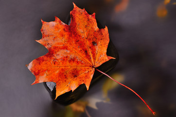 Fall symbol.  Detail of autumn orange red  maple leaf. Fall leaf