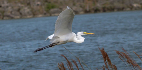 Great Egret