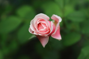 Beautiful rosa heritage. English rose.
