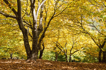 Otoño en el bosque de cobre en el valle del Genal, Málaga