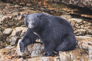 Obraz na płótnie Canvas Black Bear posing for picture