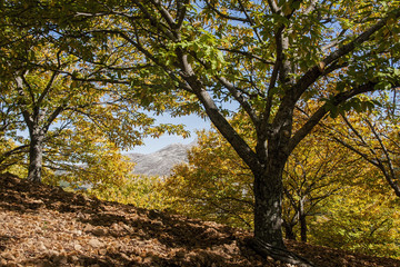 Obraz premium Otoño en el bosque de cobre en el valle del Genal, Málaga