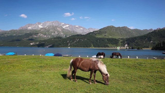 On the pasture near the Lake Sils. It is a lake in the Upper Engadine valley, Grisons, Switzerland.