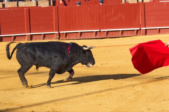 Bullfighting