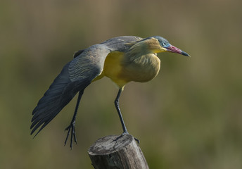 Whistling  Heron, Syrigma sibilatrix, Iberà Marshes, Corrientes Province, Argentina