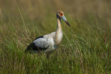 Maguari Stork ,Ciconia maguari,Iberà Marshes, Corrientes Province, Argentina