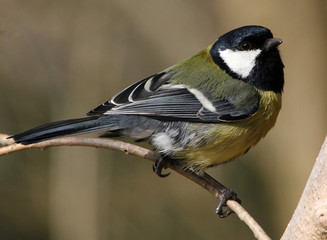 Male European Great Tit (Parus major), looking at the camera.