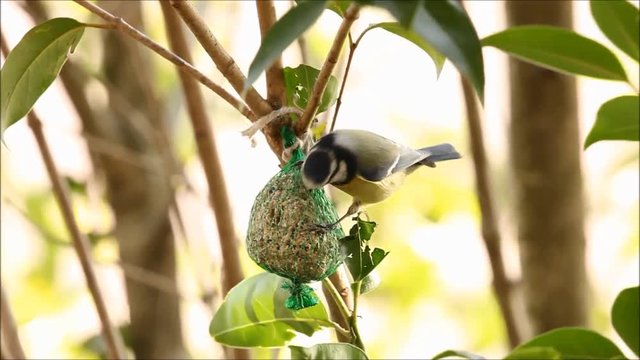 M&eacute;sange bleue qui mange des graines - Blue Tit - Cyanistes caeruleus
