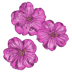 Exotic flowers set. Botanical vector vintage illustration. Design elements.