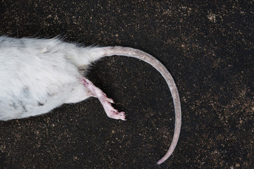 Dead white rats on floor,The dead rat on a street