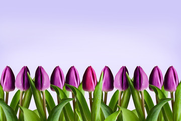 Tulpen mit Textfeld