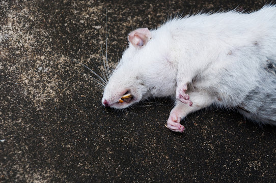 Dead white rats on floor,The dead rat on a street