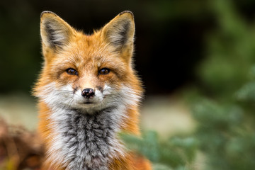 Red Fox - Vulpes vulpes, close-up portrait with bokeh of pine trees in the background. Making eye...