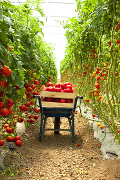 harvest of tomatoes in the greenhouse