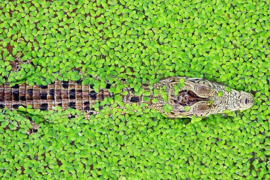 Overhead view of a juvenile crocodile swimming amongst duckweed in a river
