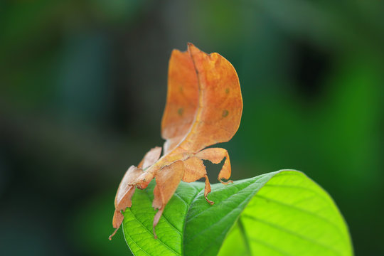 Phyllium insect on a leaf, Indonesia