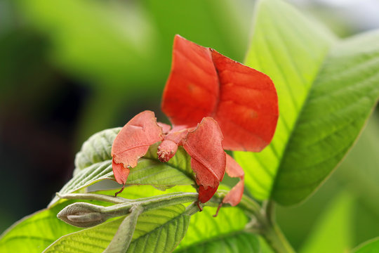 Phyllium insect on a leaf, Indonesia
