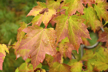 Autumn leaves with raindrops.