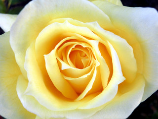 Yellow rose center petal spiral