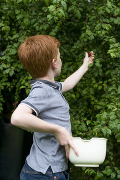 A ten year old by picking plums from a tree.
