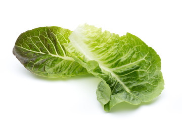 Cos Lettuce on the White Background.