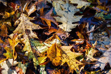 Pile of fresh autumn fall leaves changing colour on ground

