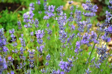 Obraz premium Lavender in garden 