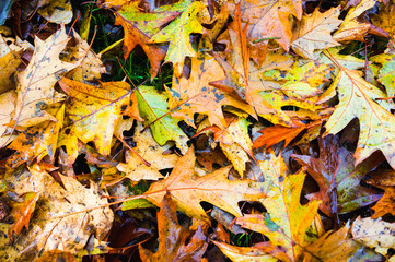 Pile of fresh autumn fall leaves changing colour on ground

