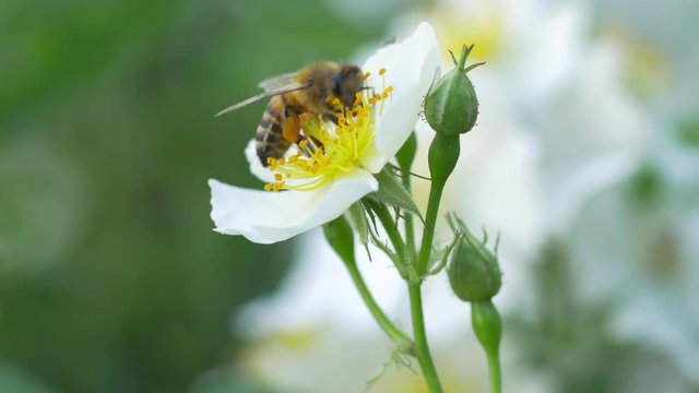 Macro close up of a bee pollinating a white flower.