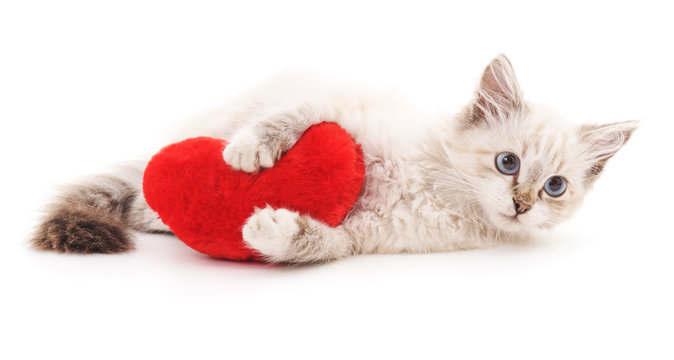 White cat and red heart.