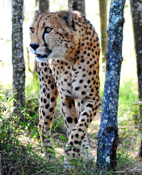 Cheetah hunting, Mpumalanga, South Africa
