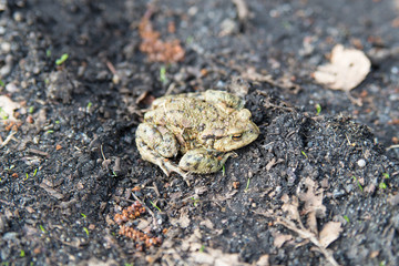 Bufo bufo is a common species of toad. 