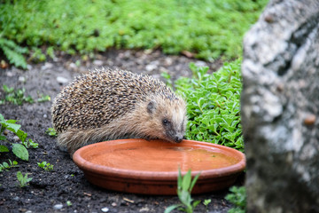 Hedgehog drinking © Sylvester