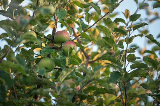 Ripe Appls On Apple Tree Branch