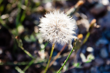Dandelion