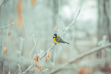 Great tit Parus major, On berries in frost, Midlands, winter