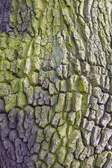 Stock alder covered with moss and lichen .
