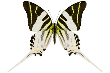 Fototapeta premium Androcles Swallowtail, the rare tropical butterfly (Graphium androcles) from Indonesian island Sulawesi isolated on white background