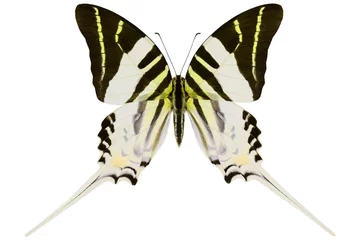 Crédence de cuisine en verre imprimé Papillon Androcles Swallowtail, the rare tropical butterfly (Graphium androcles) from Indonesian island Sulawesi isolated on white background
