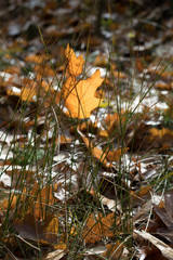Fall leaf