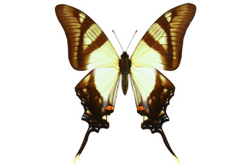 Colombian Swallowtail, the tropical butterfly (Eurytides serville) from Colombia isolated on white background