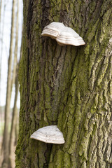 Fototapeta premium The fungus parasite on a tree