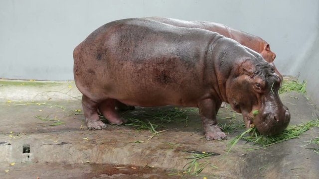 Hippopotamus eating grasses in the cage