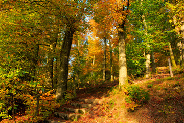 Autumn forest and trees with colorful leafs.