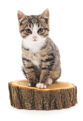 Kitten on the stump.