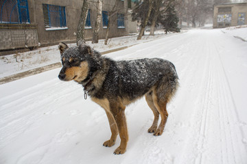 Fototapeta na wymiar Stray dog in a snow storm on a city street. Animals