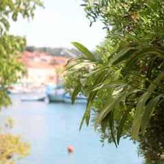 Mediterranean plants in a garden. Selective focus, sea and coast in the background. 
