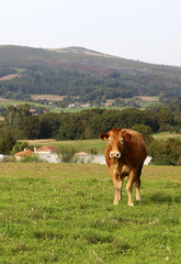 Fototapeta na wymiar cow in a meadow in Galicia